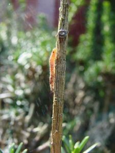 Lire la suite à propos de l’article Cycle de vie du ver Webworm : découvrez les dommages et le contrôle des dommages causés à la pelouse par le ver Webworm