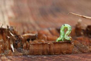 Lire la suite à propos de l’article Informations sur les vers pouces : les vers pouces sont-ils mauvais pour les plantes