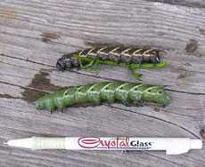 green and black hornworms