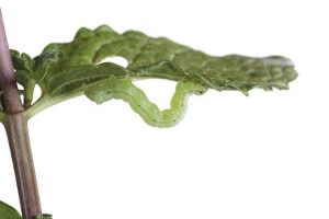 Lire la suite à propos de l’article Vers des plantes de menthe : comment traiter les vers verts sur les plantes de menthe