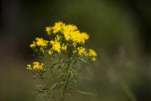 Lire la suite à propos de l’article Plantes de verge d'or à sommet plat – Comment faire pousser des fleurs de verge d'or à sommet plat