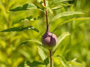 Lire la suite à propos de l’article La mouche de la verge d'or provoque des grumeaux sur les tiges des plantes