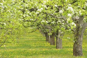 Lire la suite à propos de l’article Guide de pollinisation des poiriers – En savoir plus sur les poiriers et la pollinisation