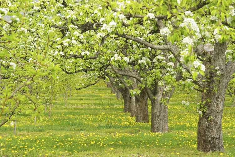 You are currently viewing Guide de pollinisation des poiriers – En savoir plus sur les poiriers et la pollinisation