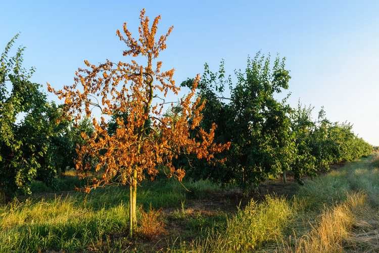 Lire la suite à propos de l’article Pourquoi les plantes ne poussent pas – Que faire lorsque les plantes ne s'établissent pas