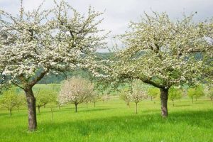 Lire la suite à propos de l’article Calendrier de pulvérisation des arbres fruitiers : conseils sur les horaires appropriés de pulvérisation des arbres fruitiers