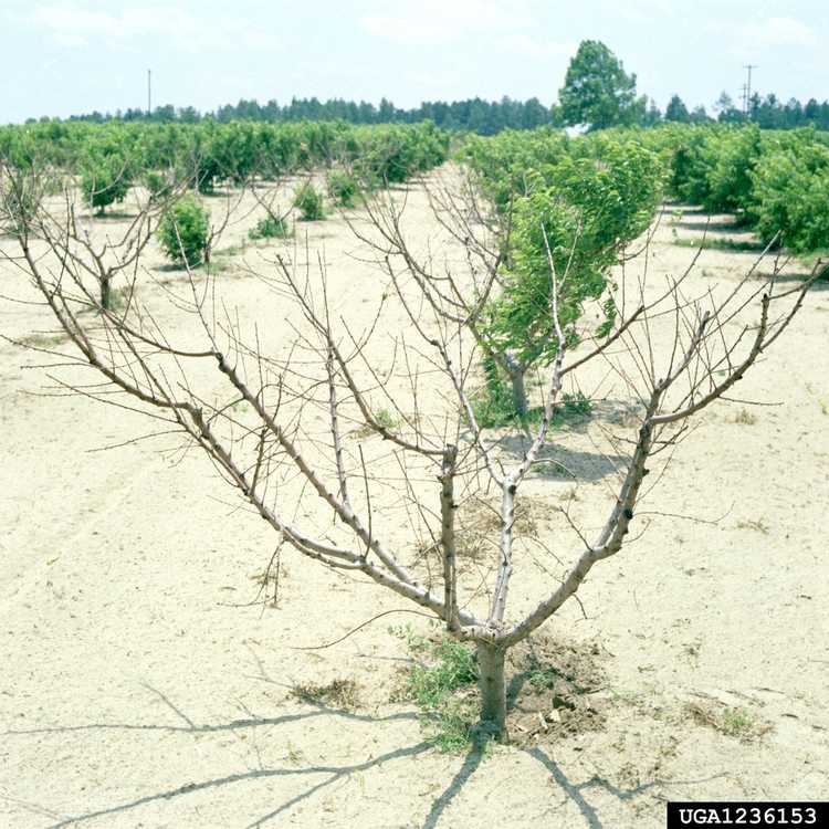 You are currently viewing Qu'est-ce que le PTSL : informations sur la maladie de courte durée du pêcher