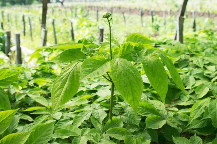 You are currently viewing Informations sur la culture du ginseng : découvrez la récolte et les soins du ginseng