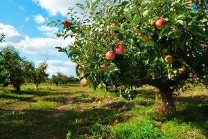 Lire la suite à propos de l’article Conditions microclimatiques des vergers : comment utiliser les microclimats dans les vergers