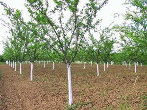 Lire la suite à propos de l’article Pas de fruits sur le prunier – En savoir plus sur les pruniers qui ne portent pas de fruits