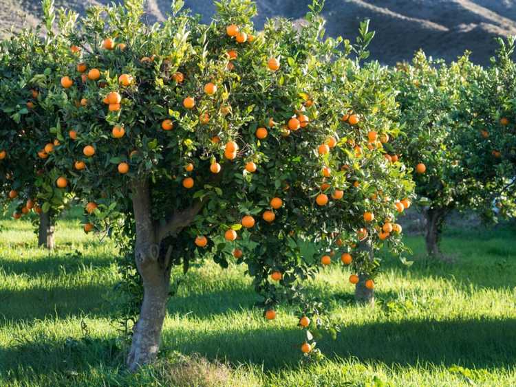 You are currently viewing Entretien des orangers – Apprenez à faire pousser un oranger