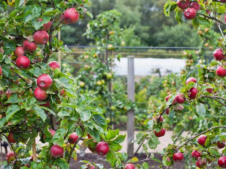 Lire la suite à propos de l’article Comment planter un verger en permaculture