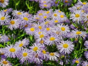 Lire la suite à propos de l’article Informations sur Daisy Fleabane : Pouvez-vous cultiver de la vergerette dans les jardins