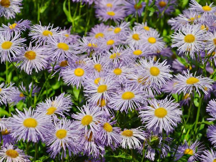 You are currently viewing Informations sur Daisy Fleabane : Pouvez-vous cultiver de la vergerette dans les jardins