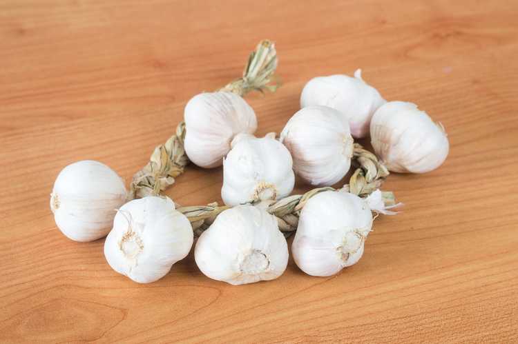 Lire la suite à propos de l’article Informations sur l'ail blanc polonais : Comment faire pousser des bulbes d'ail blanc polonais