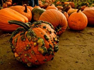 Lire la suite à propos de l’article Fruit de citrouille bosselé : découvrez les causes des verrues sur les citrouilles