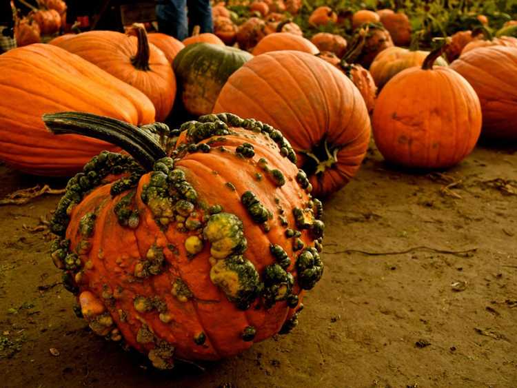 You are currently viewing Fruit de citrouille bosselé : découvrez les causes des verrues sur les citrouilles