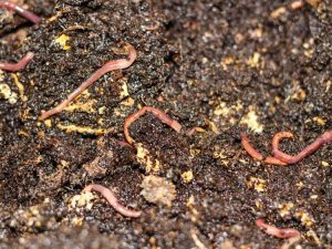Lire la suite à propos de l’article Moulages de vers de plantes en pot – Utilisation de moulages de vers dans le jardinage en conteneurs