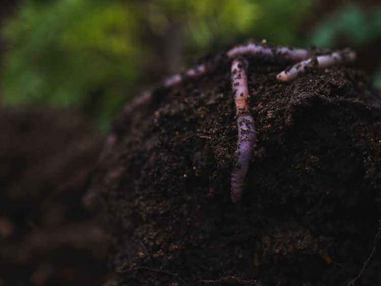 You are currently viewing Problèmes de vers de terre : à quoi ressemblent les monticules de vers dans les pelouses