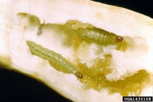 Lire la suite à propos de l’article Concombre avec des trous : quelles sont les causes des trous dans les concombres
