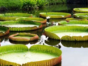 Lire la suite à propos de l’article Cultiver le nénuphar géant Victoria Amazonica