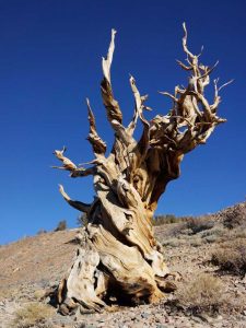 Lire la suite à propos de l’article Arbres anciens – Quels sont les arbres les plus anciens de la planète