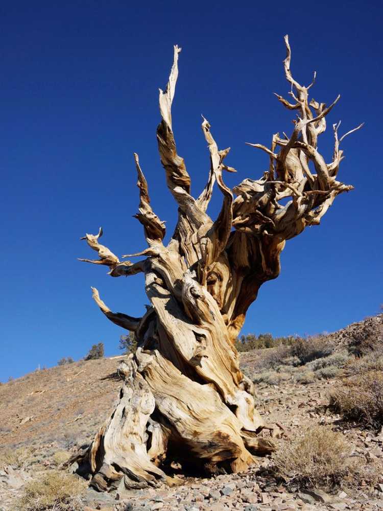 You are currently viewing Arbres anciens – Quels sont les arbres les plus anciens de la planète