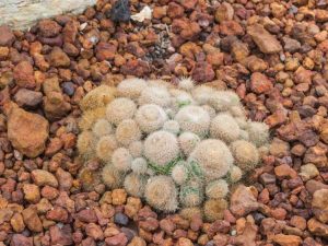 Lire la suite à propos de l’article Qu'est-ce qu'un cactus vieille dame – Comment faire pousser une fleur de cactus vieille dame