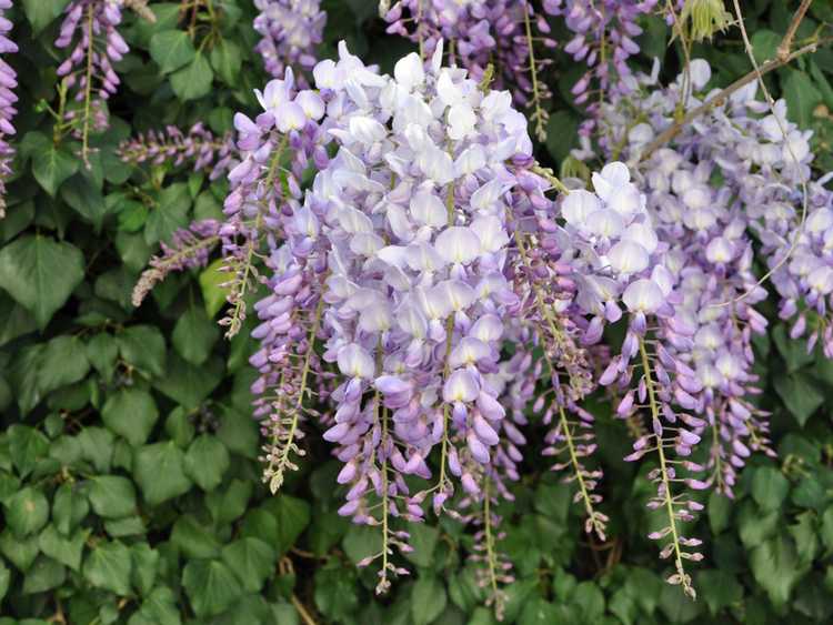 Lire la suite à propos de l’article Que sont les vignes à feuilles caduques : cultiver des variétés de vigne à feuilles caduques dans les jardins