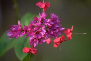 Lire la suite à propos de l’article Bush du cœur saignant contre. Vigne – Reconnaître les différentes plantes à cœur saignant