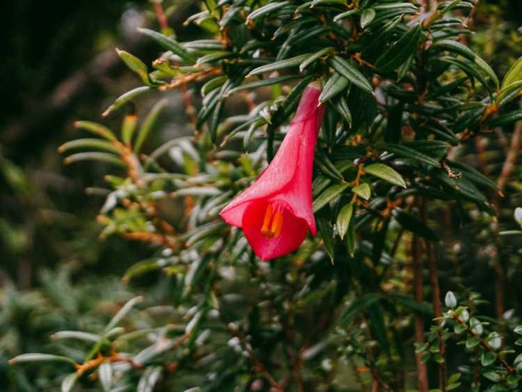 You are currently viewing Soin des plantes de Lapageria – Comment faire pousser une vigne de campanule chilienne