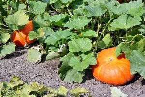 Lire la suite à propos de l’article Quand tailler une vigne de citrouille : conseils pour la taille de la vigne de citrouille