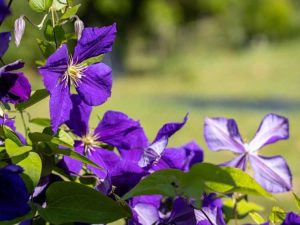 Lire la suite à propos de l’article Qu'est-ce qu'une clématite Jackman – Informations sur la vigne Jackmanii Clematis