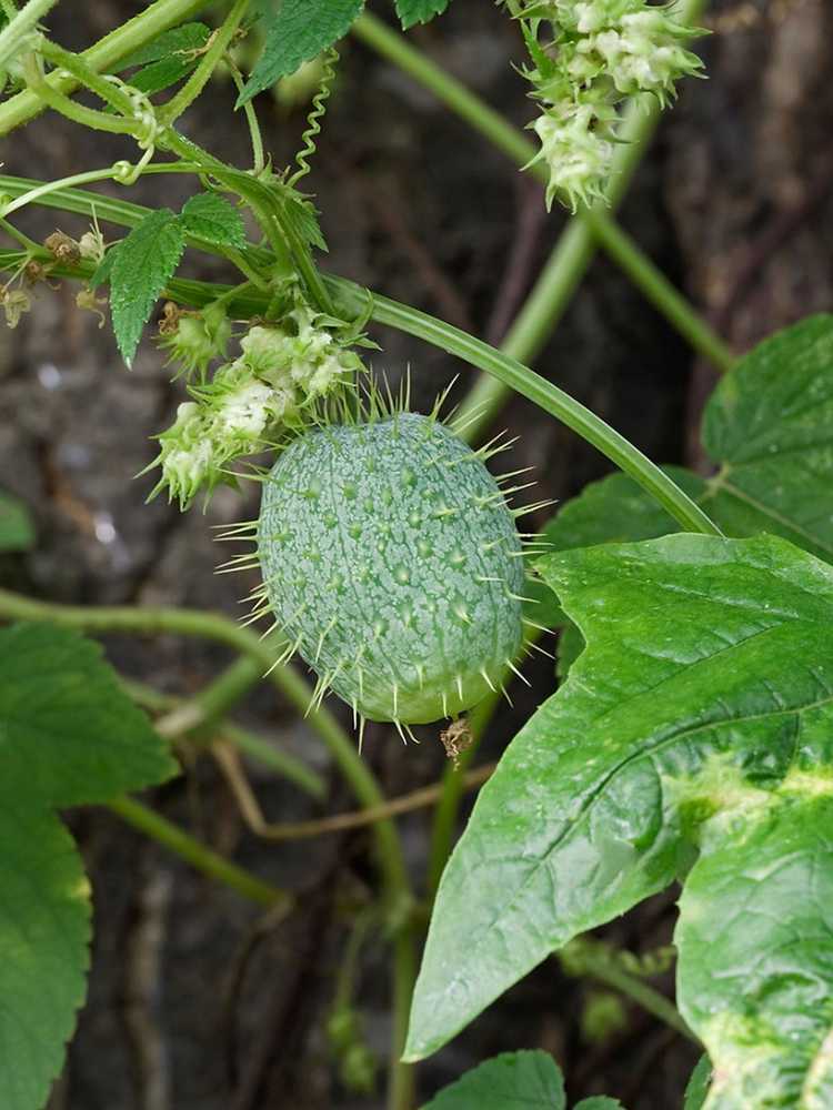 You are currently viewing Vigne de concombre sauvage – En savoir plus sur le contrôle du concombre sauvage