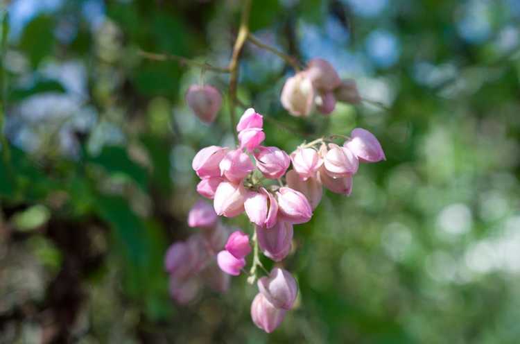 You are currently viewing Qu'est-ce qu'une vigne de corail – Comment faire pousser des vignes de corail dans le jardin