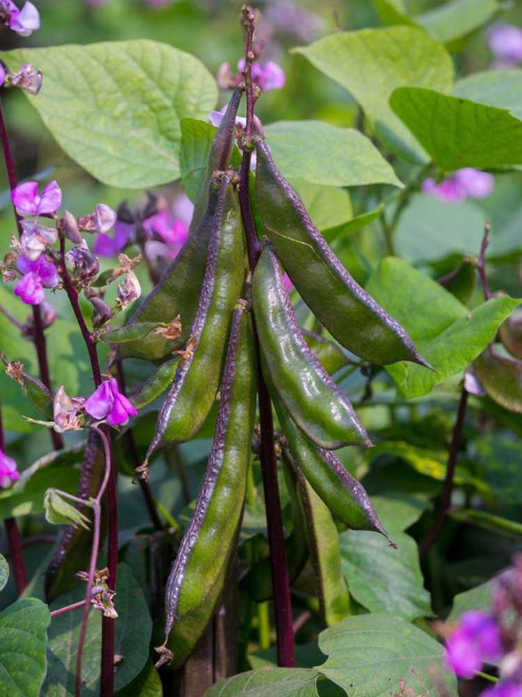 You are currently viewing Soins des haricots jacinthes pourpres – Comment faire pousser une vigne de haricot jacinthe