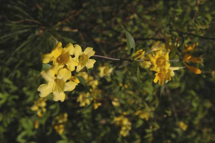 You are currently viewing Cultiver la vigne de Carolina Jessamine: plantation et entretien de la Carolina Jessamine