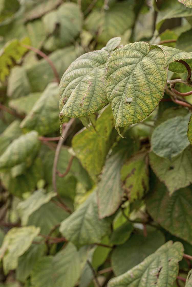 Lire la suite à propos de l’article Pas de fruits sur la vigne de kiwi : comment obtenir des kiwis