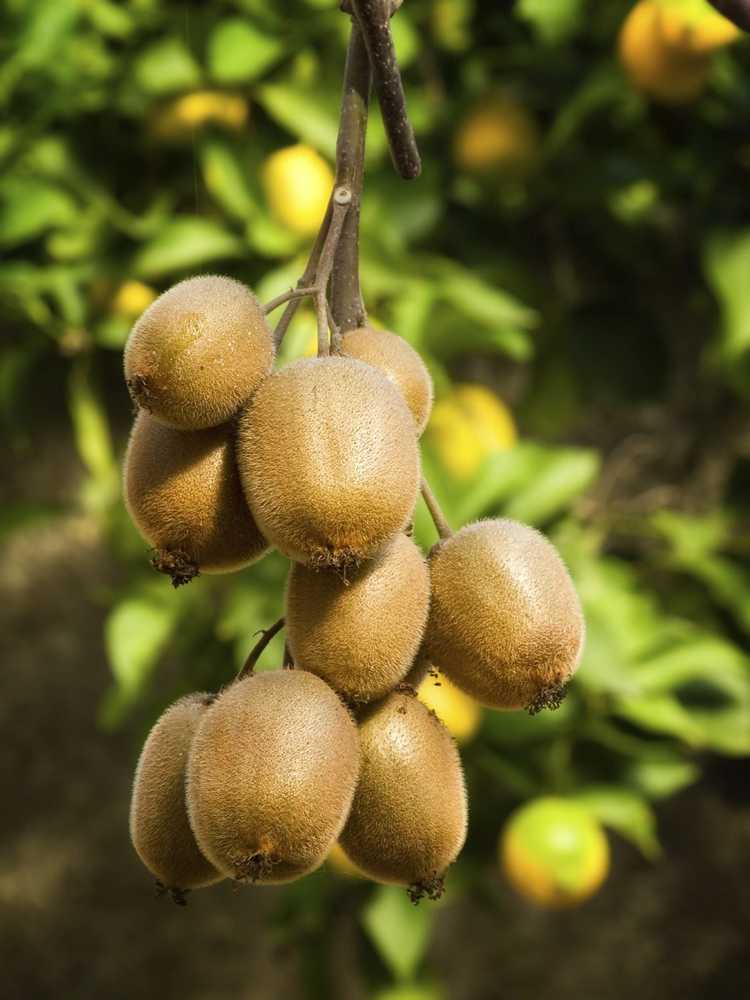 You are currently viewing Nourrir les kiwis : quand et comment fertiliser les kiwis