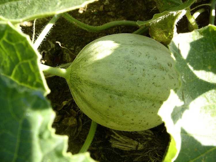 You are currently viewing Planter des melons : informations sur la culture des melons
