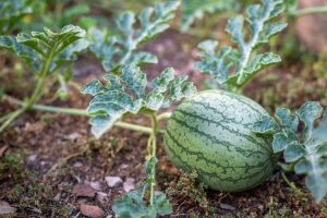 Lire la suite à propos de l’article Retirer les fruits du melon : comment éclaircir les plants de pastèque