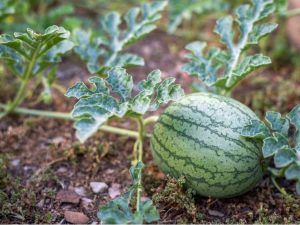 Lire la suite à propos de l’article Comment arroser les plantes de pastèque et quand arroser les pastèques