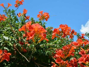 Lire la suite à propos de l’article Couvre-sol Trumpet Creeper : la vigne trompette peut-elle être utilisée comme couvre-sol