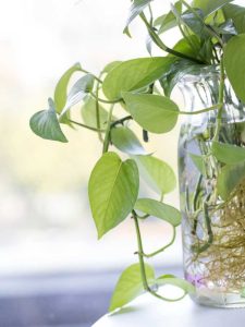 Lire la suite à propos de l’article Cultiver un pothos dans l'eau – Pouvez-vous cultiver des pothos dans l'eau uniquement