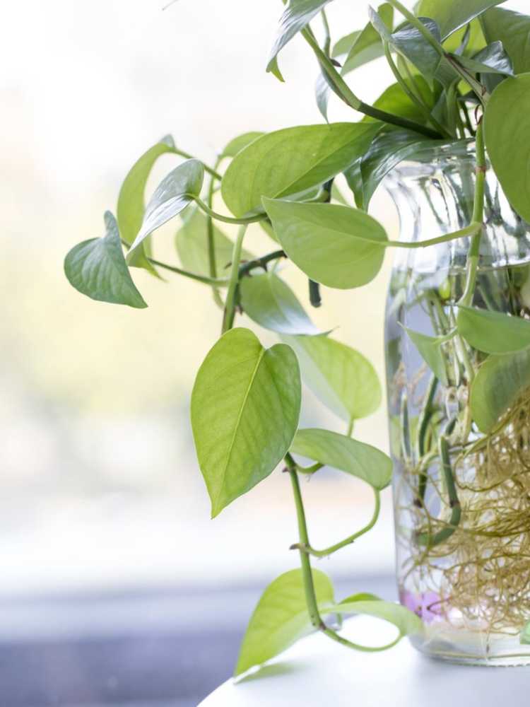 You are currently viewing Cultiver un pothos dans l'eau – Pouvez-vous cultiver des pothos dans l'eau uniquement