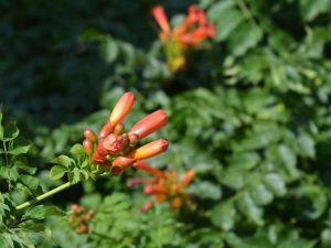 Lire la suite à propos de l’article Trumpet Vine No Blooms: Comment forcer une trompette à fleurir