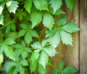 Lire la suite à propos de l’article Entretien des conteneurs de vigne vierge – Conseils pour cultiver la vigne vierge en pots