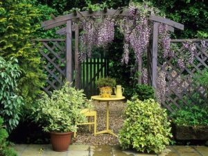 Lire la suite à propos de l’article Plantes grimpantes pour pergola – Plantes et vignes faciles d'entretien pour structures de pergola