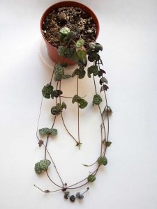 Lire la suite à propos de l’article Plantes d'intérieur de vigne de chapelet: comment faire pousser des vignes de chapelet à l'intérieur