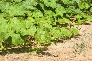 Lire la suite à propos de l’article Obtenir des fleurs de citrouille – Pourquoi une plante de citrouille ne fleurit pas